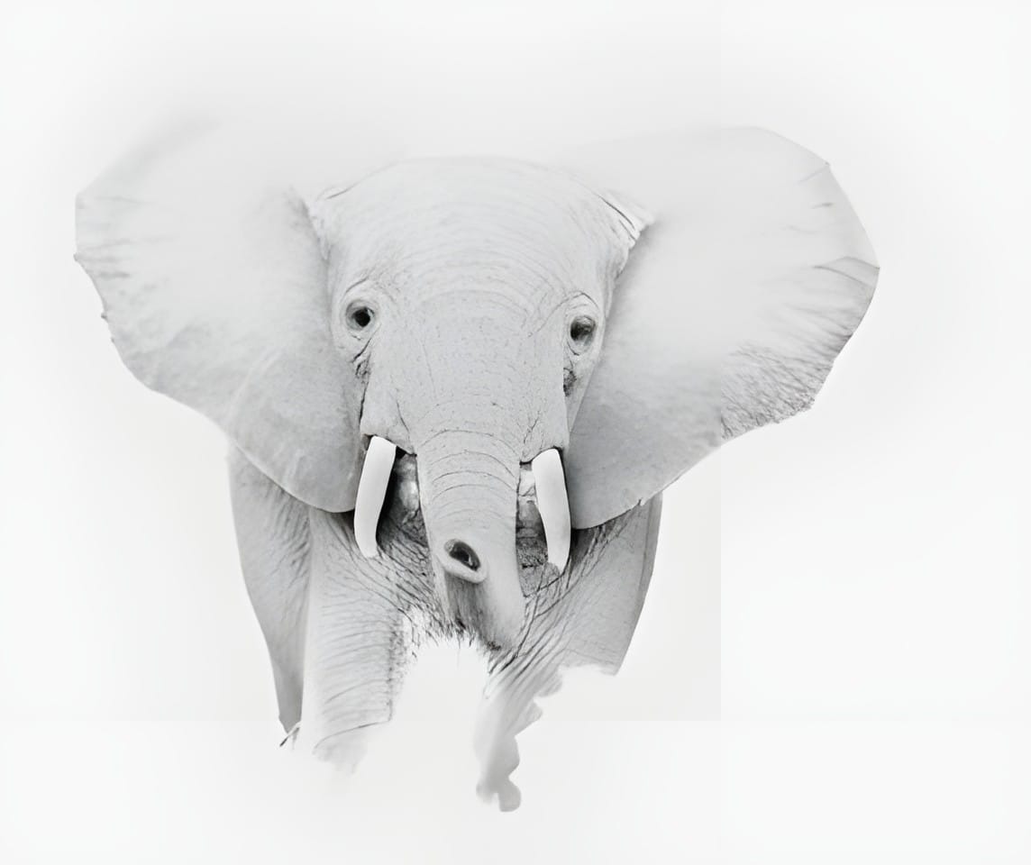 A baby elephant facing forward with ears spread wide, high key white