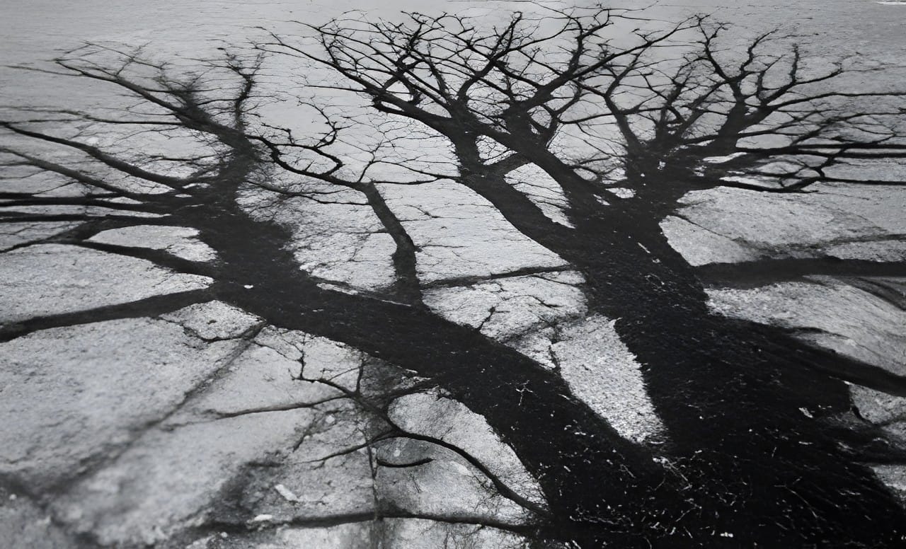 Bare winter trees and long shadows