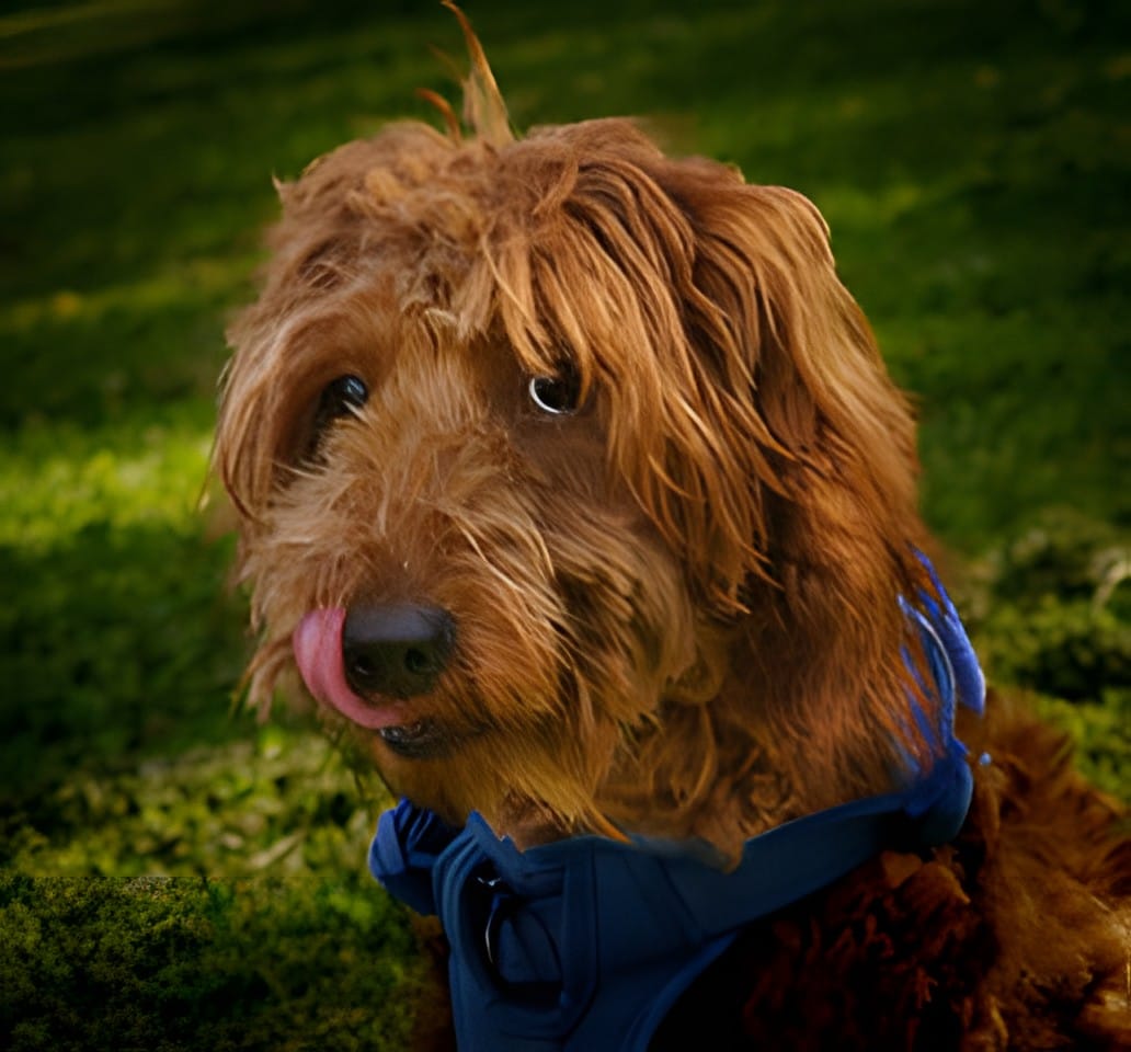 A goldendoodle in a blue bandana on the grass