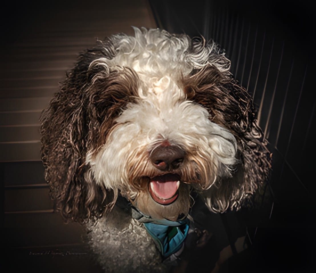 A curly-haired dog wearing a bow tie