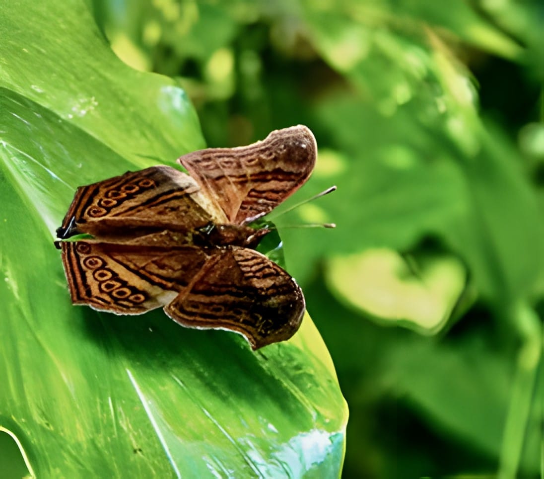 A brown skipper butterfly resting on a green leaf