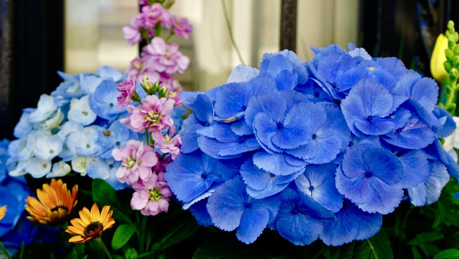 Blue hydrangeas and companion flowers in a garden display. — by Ed Shpritz