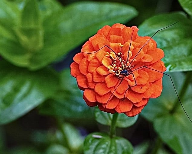 A small long-legged spider on an orange zinnia. — by Ed Shpritz