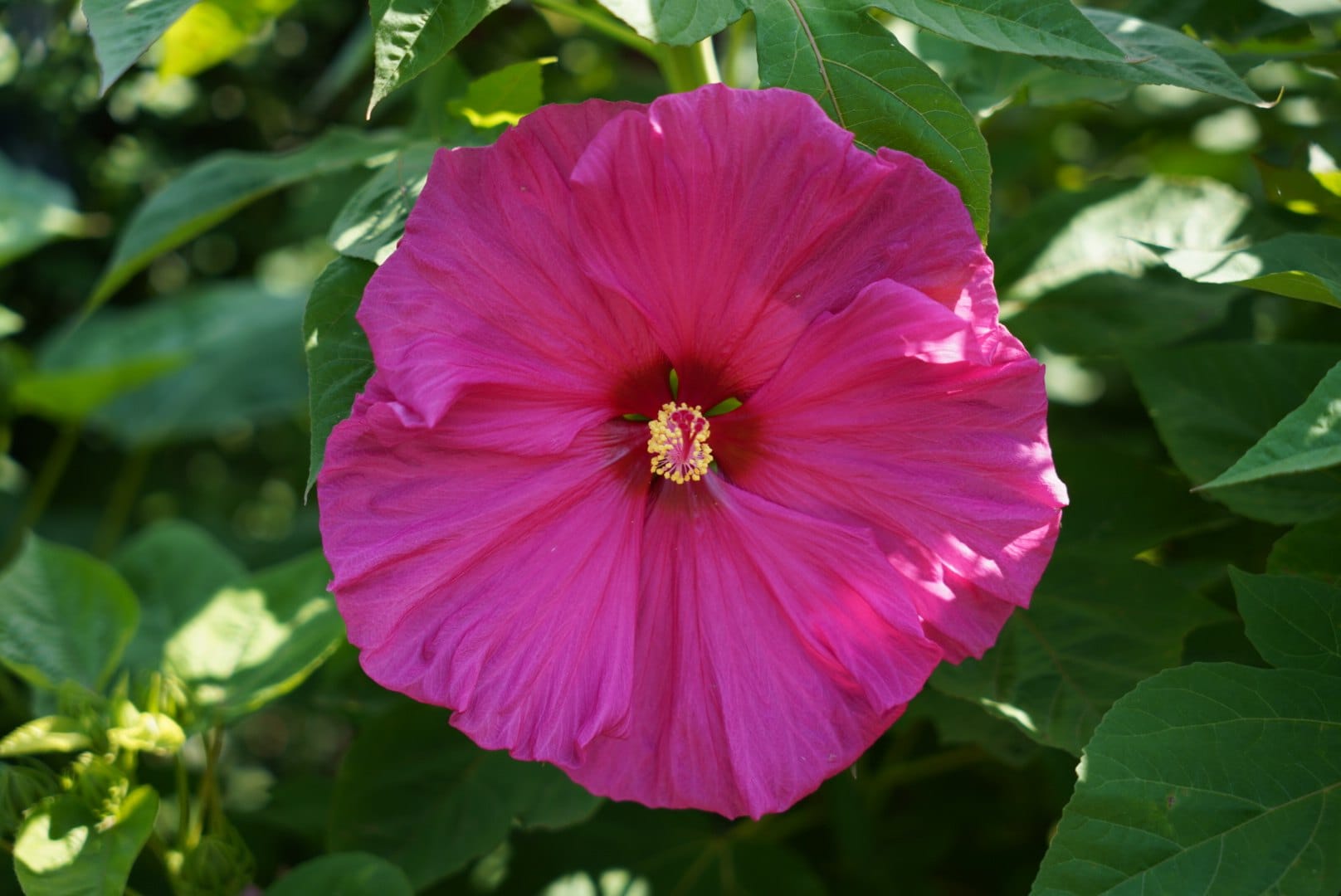 A large pink hibiscus flower in sunlight. — by Ed Shpritz