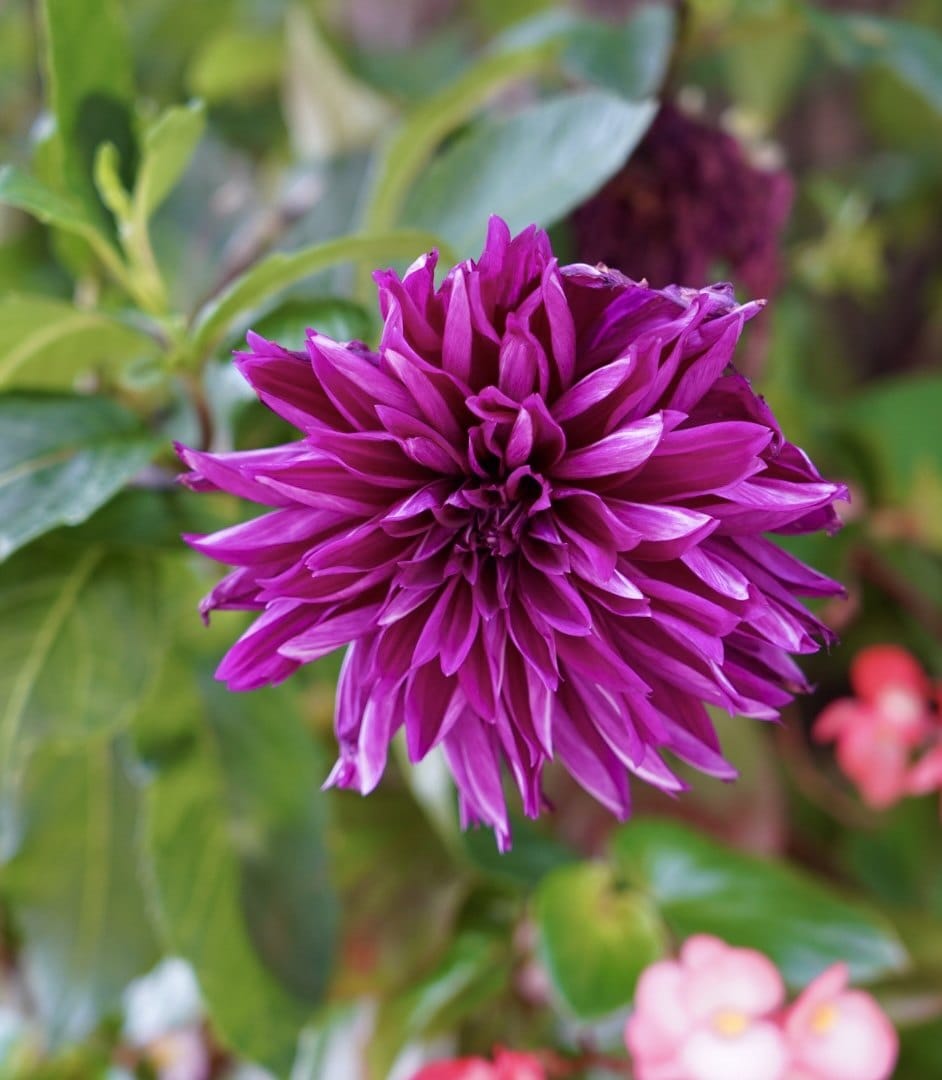 A vivid purple dahlia in a leafy garden. — by Ed Shpritz