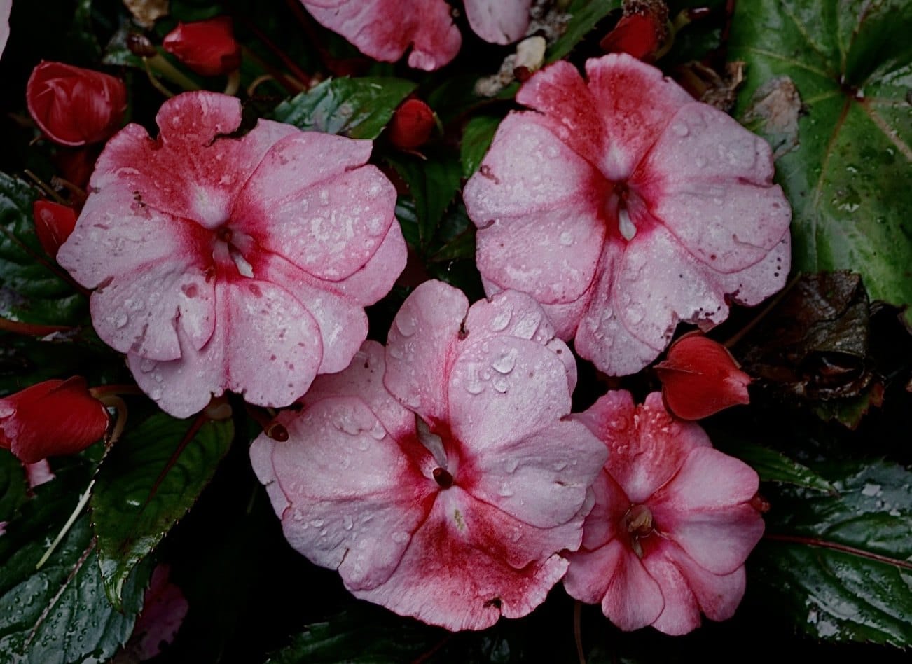 Pink flowers beaded with rain against dark leaves. — by Ed Shpritz