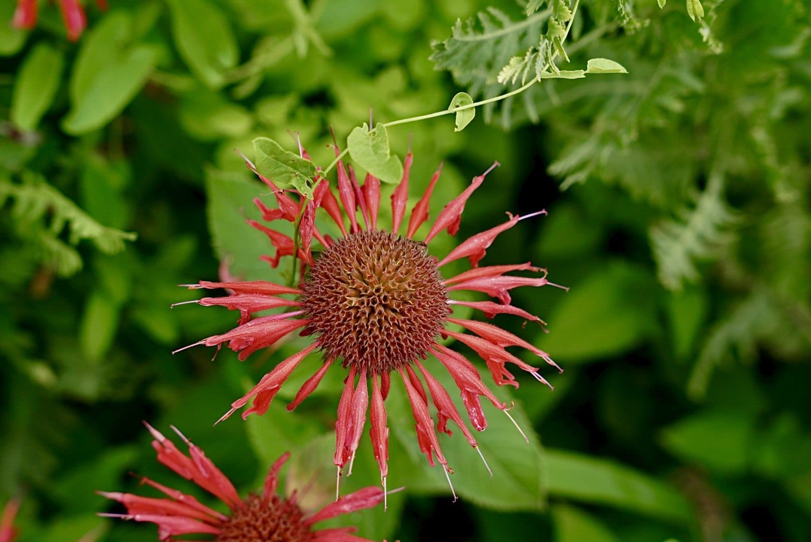 A red bee balm flower against green foliage. — by Ed Shpritz
