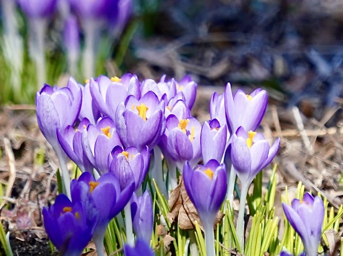 A cluster of purple crocuses blooming among green leaves. — by Ed Shpritz