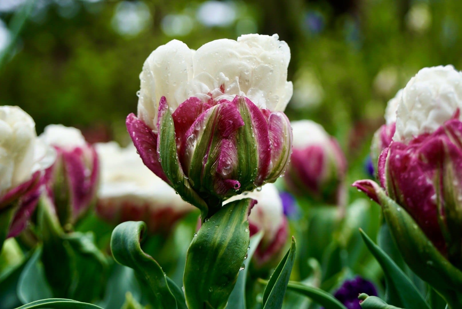 A striped pink-and-white tulip bud covered in raindrops. — by Ed Shpritz