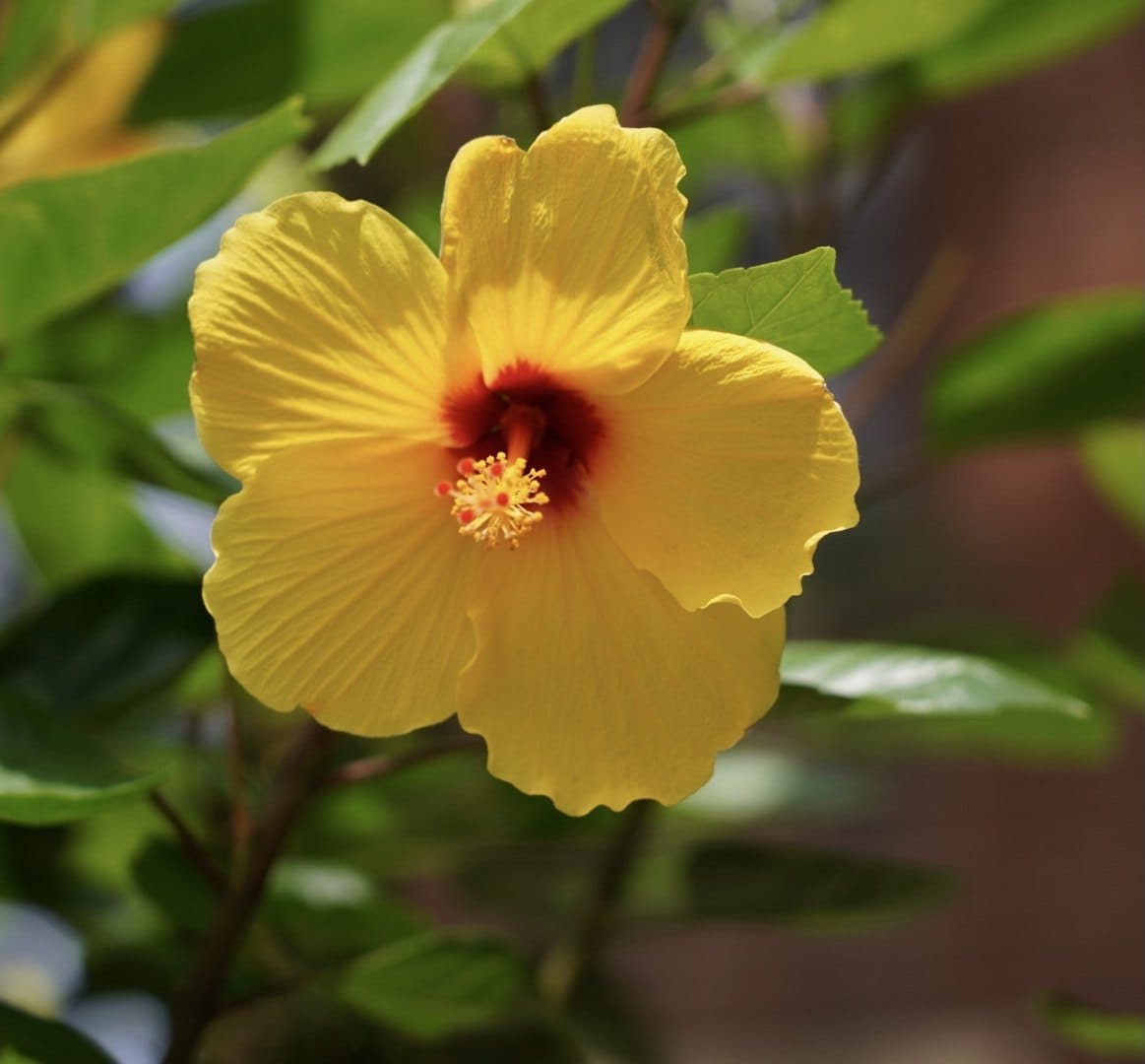 A yellow hibiscus in soft garden light. — by Ed Shpritz