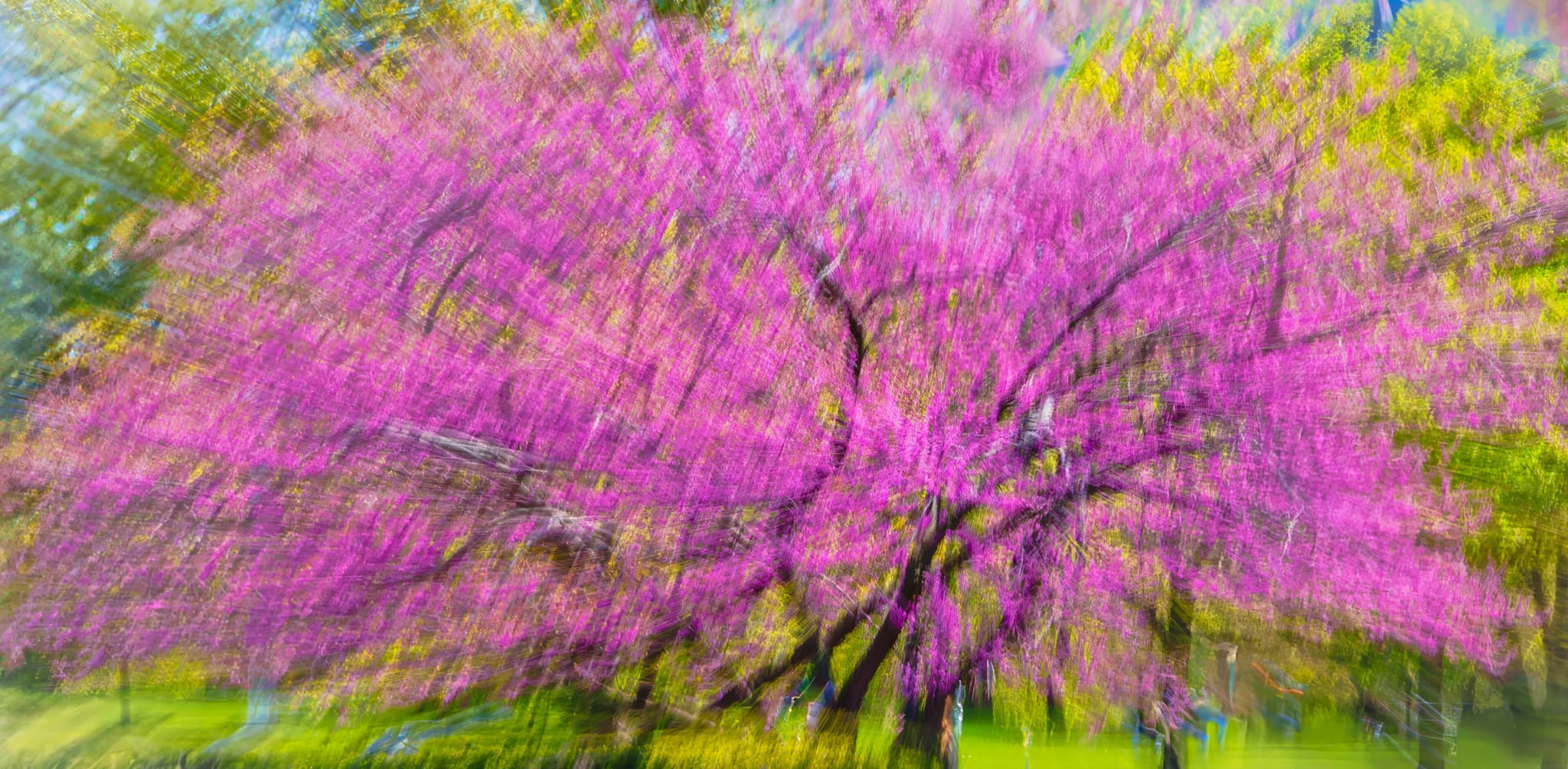 A flowering tree expanding into a broad field of vivid pink and yellow