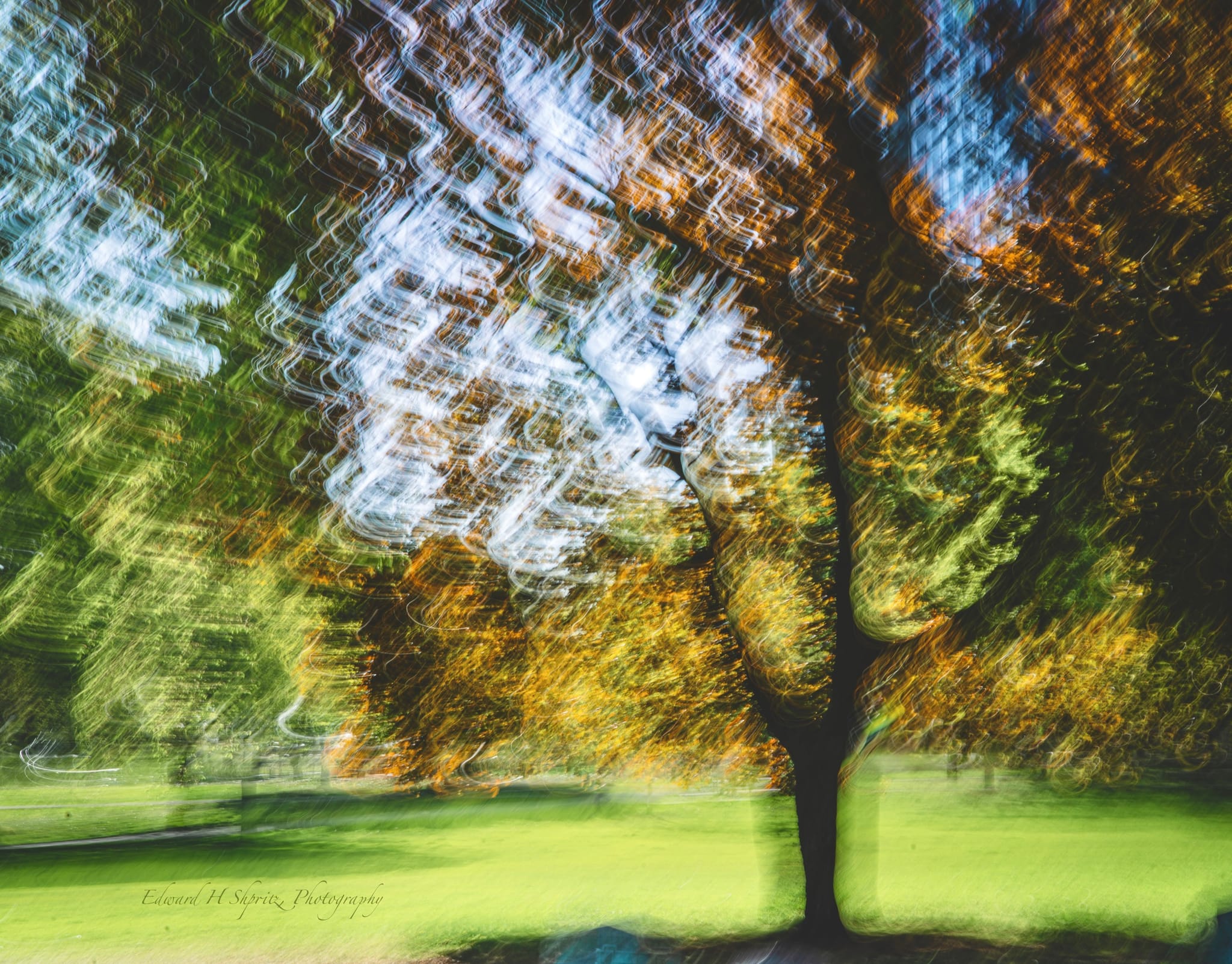 A dark tree surrounded by swirling white, amber, and green foliage
