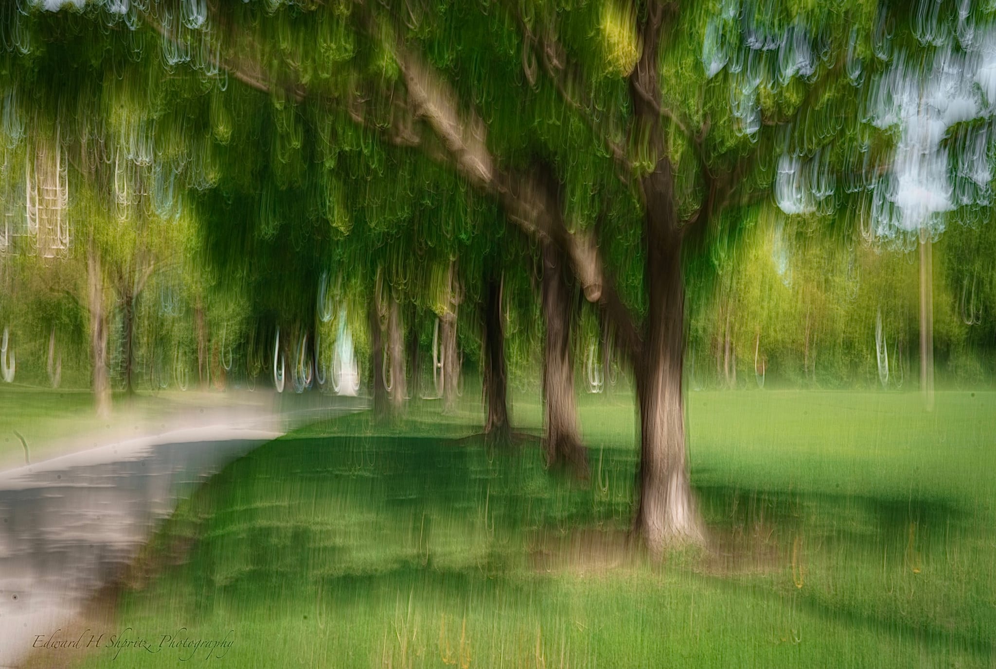 A curving park path beneath trees softened into looping green gestures