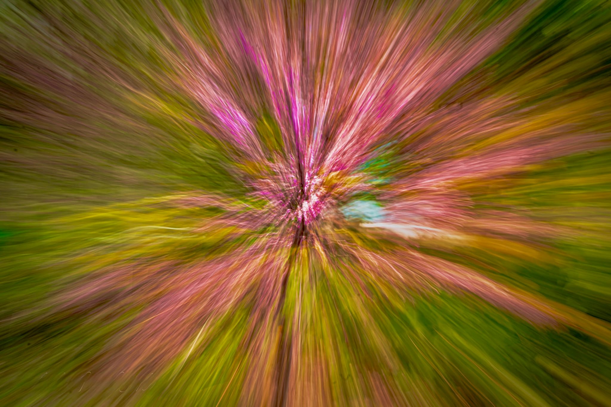Pink and green foliage rushing outward from a radiant center