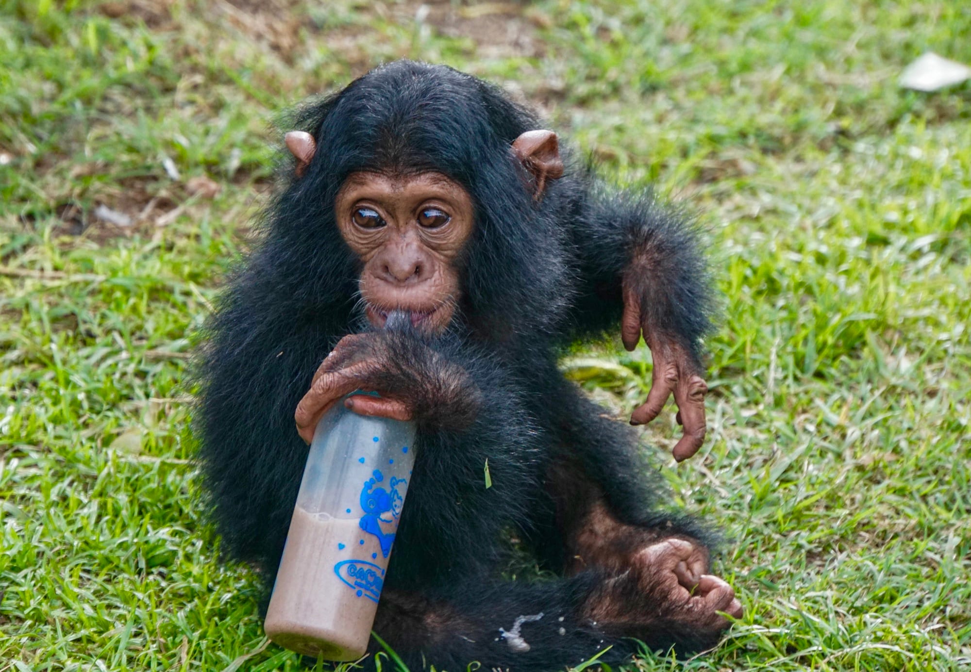 Baby chimpanzee holding a bottle
