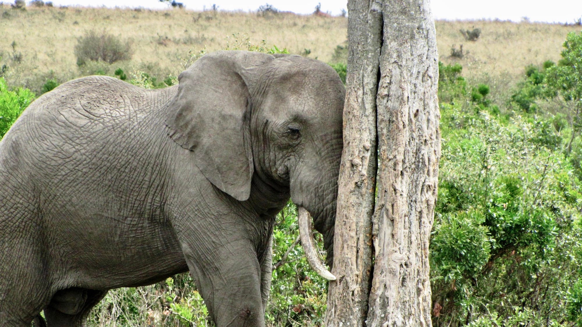 Elephant resting its head against a tree
