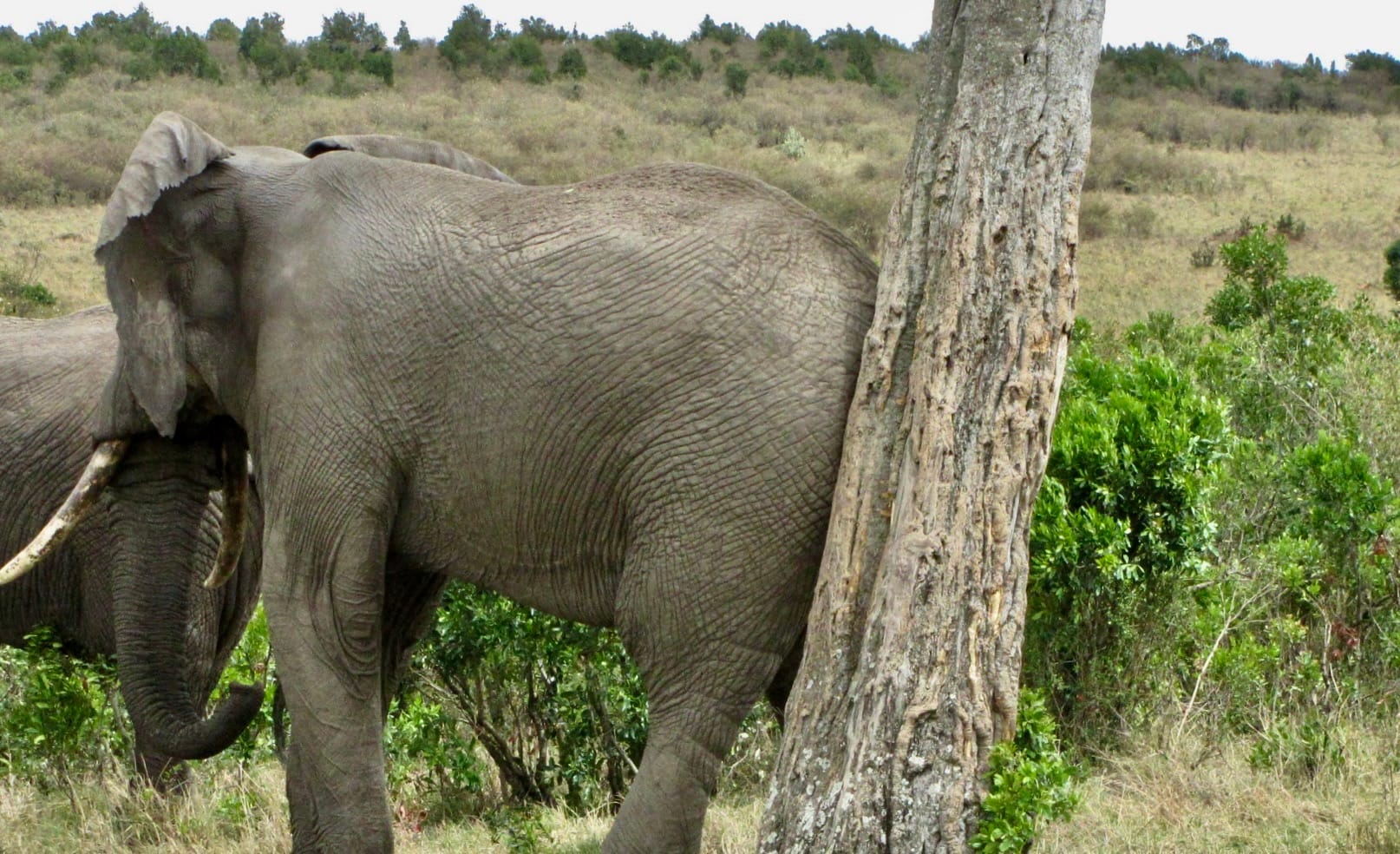 Two elephants standing beside a tree