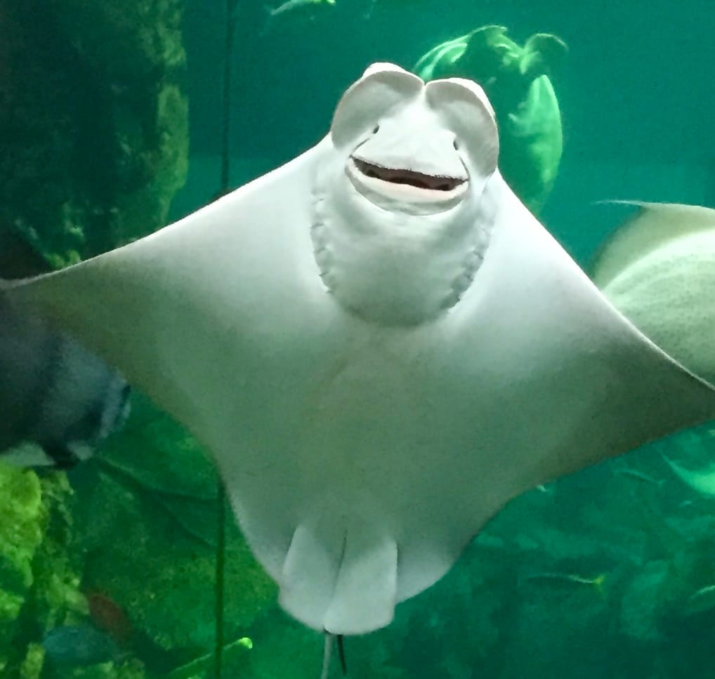 Ray appearing to smile underwater