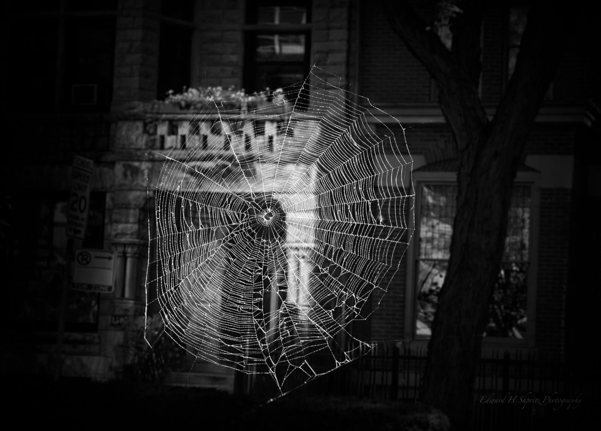 Illuminated spider web against a city background