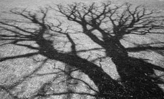 Dark tree shadow branching across water