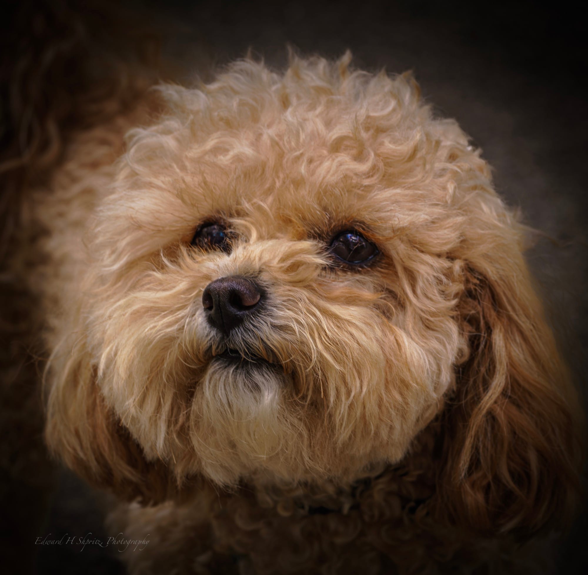 Photograph by Ed Shpritz