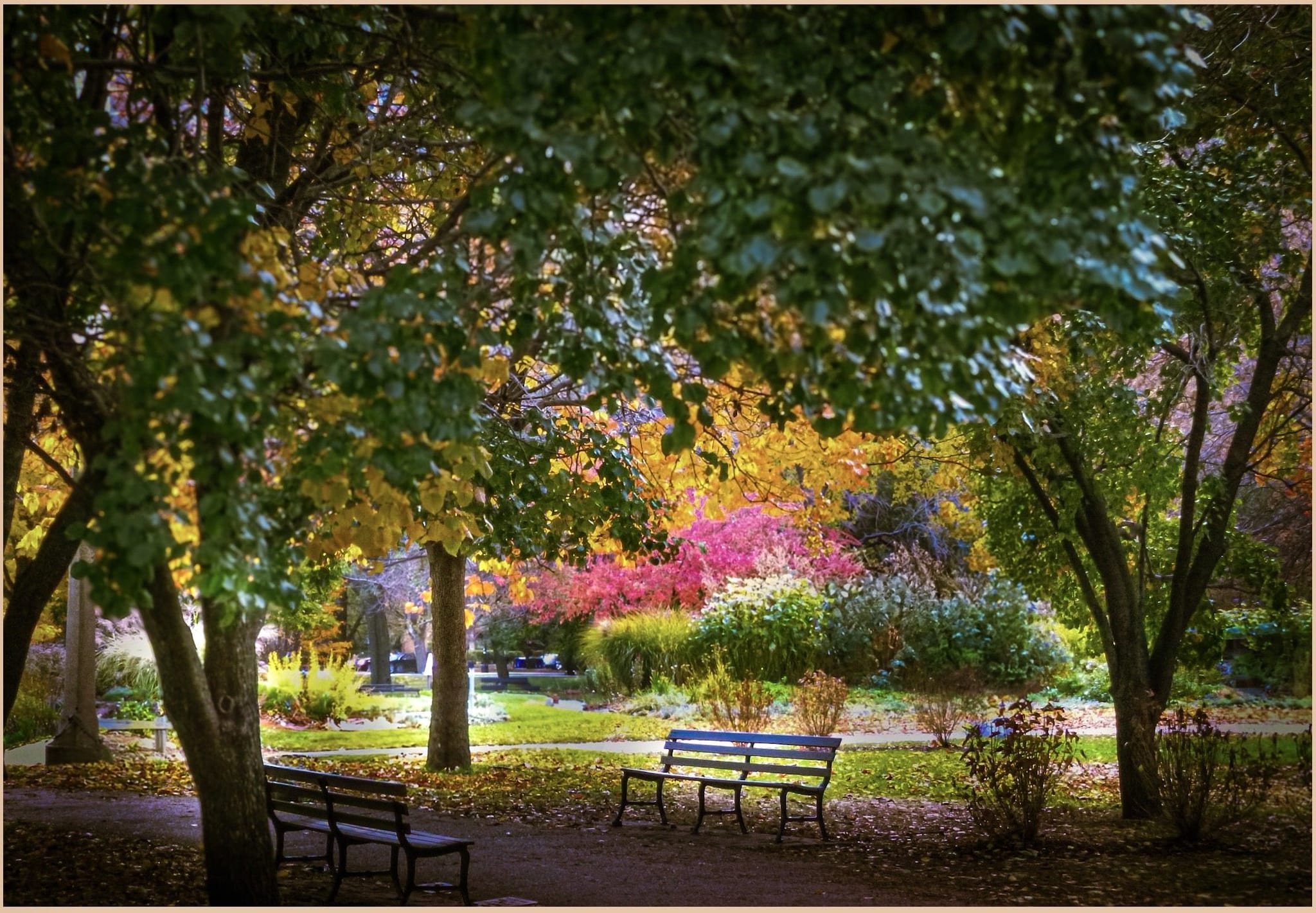 Empty benches beneath glowing autumn trees in Lincoln Park