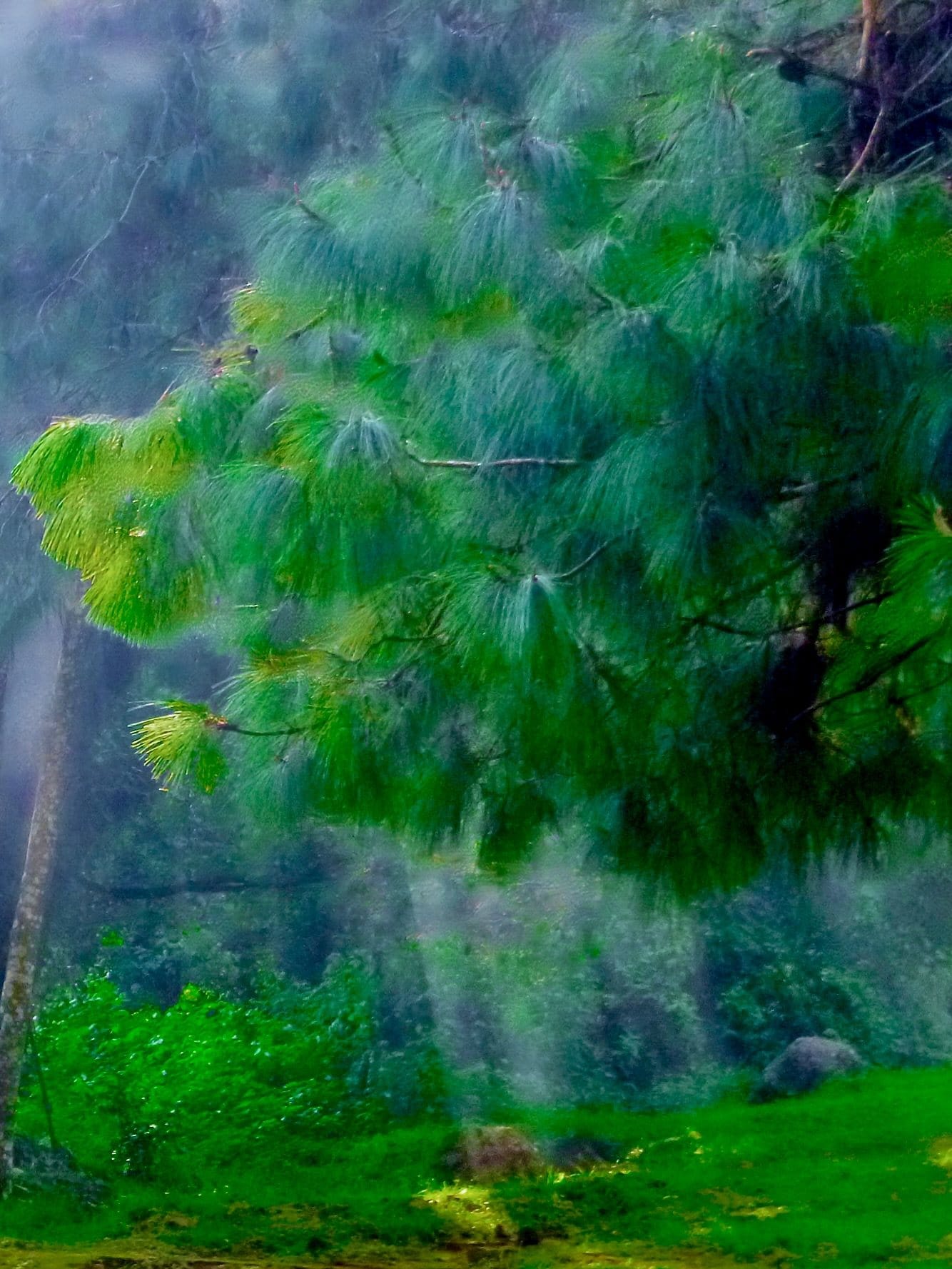 Trees and green light dissolving into a painterly forest