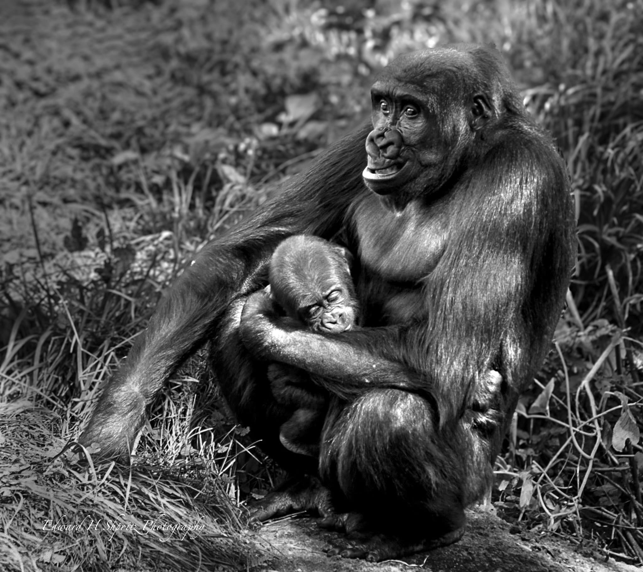 A baboon sits with a youngster in the grass. — by Ed Shpritz