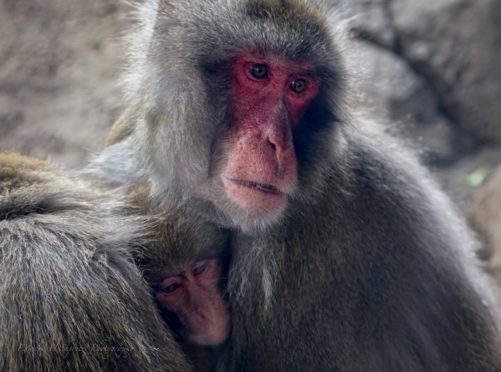 Two baboons close together in soft morning mist. — by Ed Shpritz