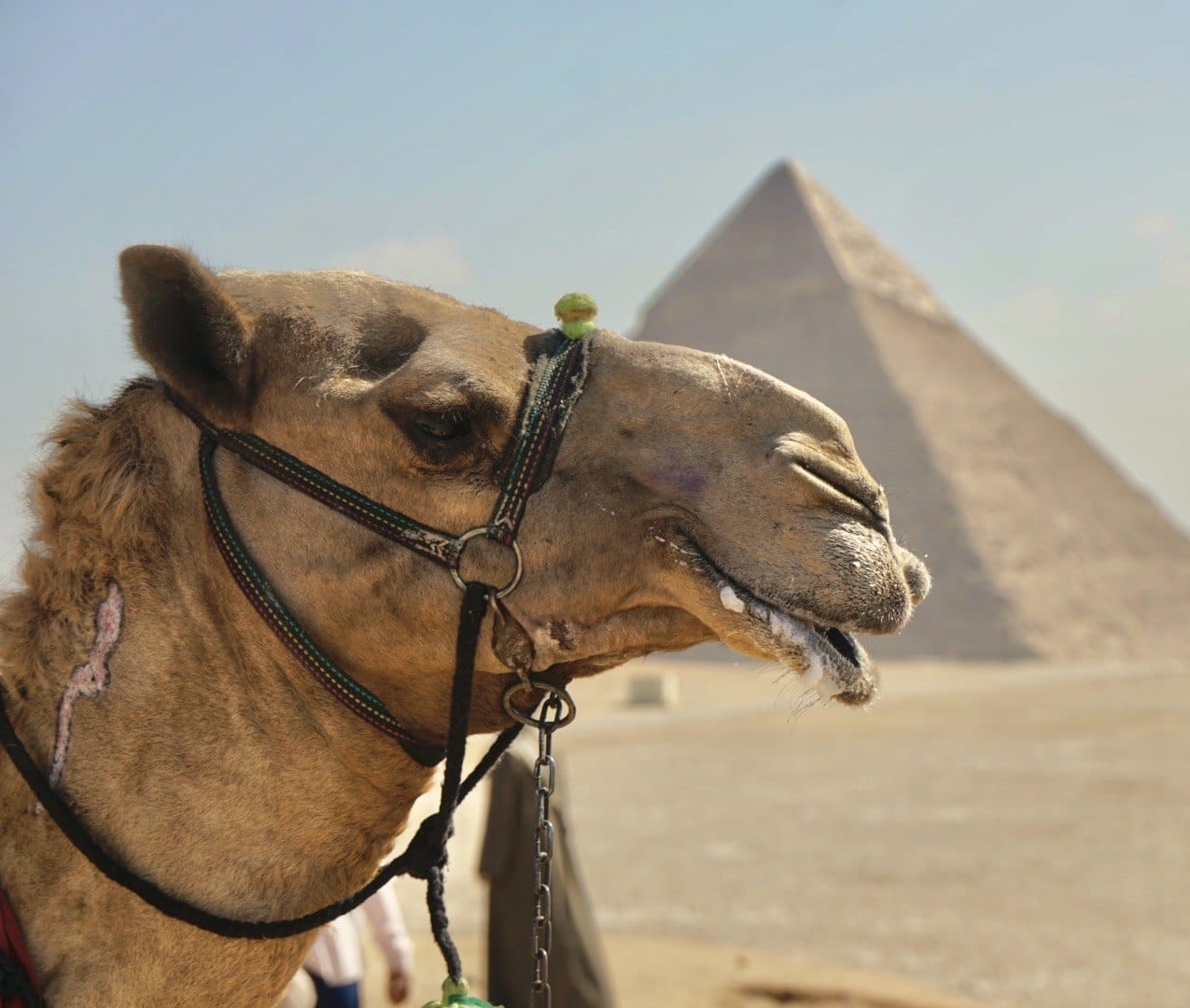 A camel and rider crossing a sunlit landscape. — by Ed Shpritz