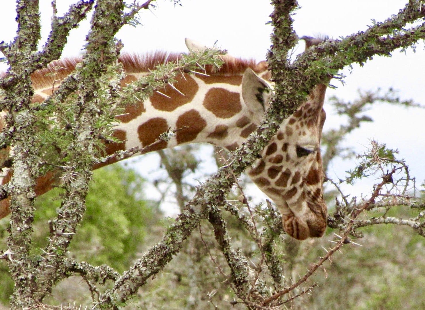 A giraffe reaching through the branches of a tree. — by Ed Shpritz