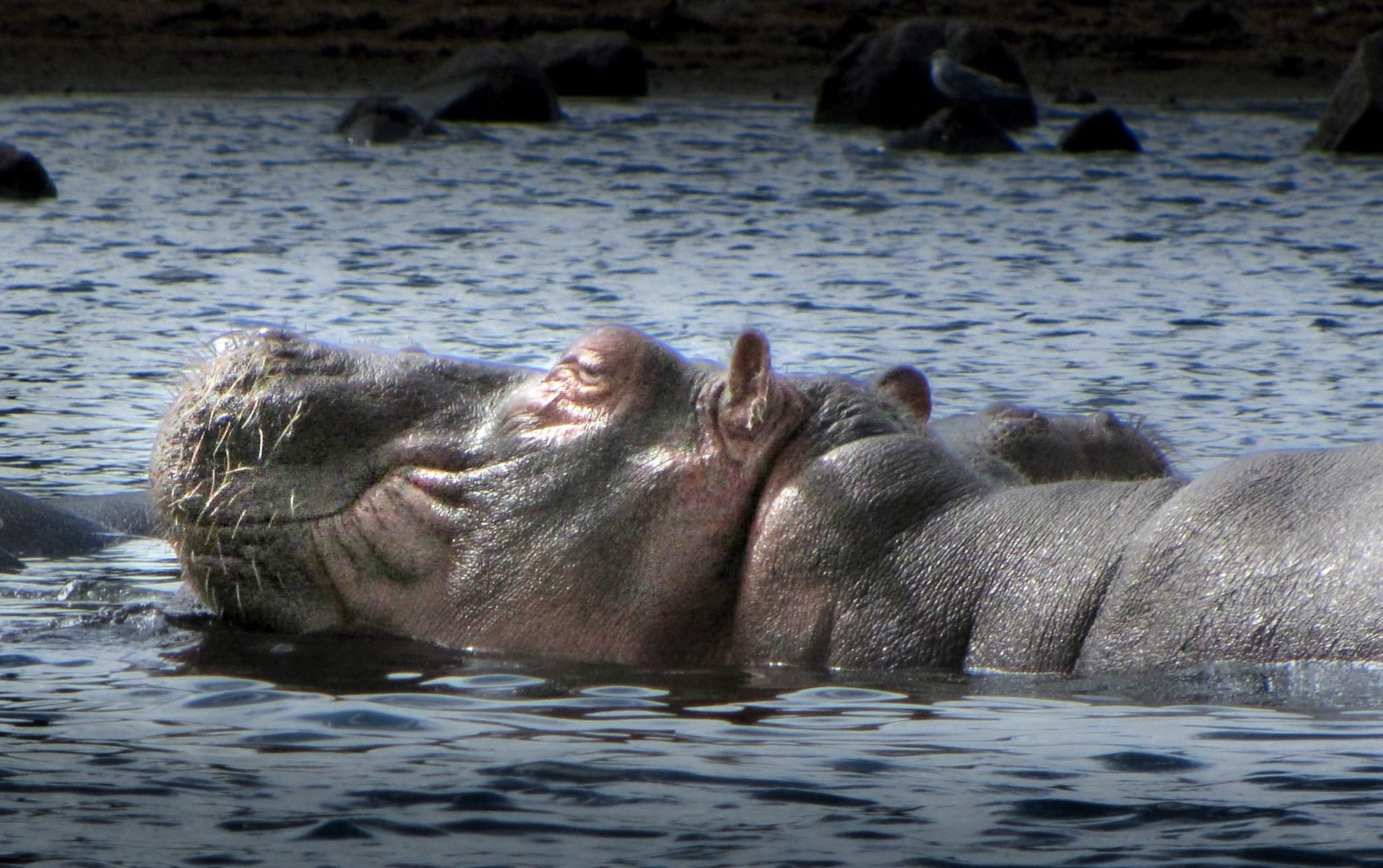 Hippopotamuses resting together in the water. — by Ed Shpritz