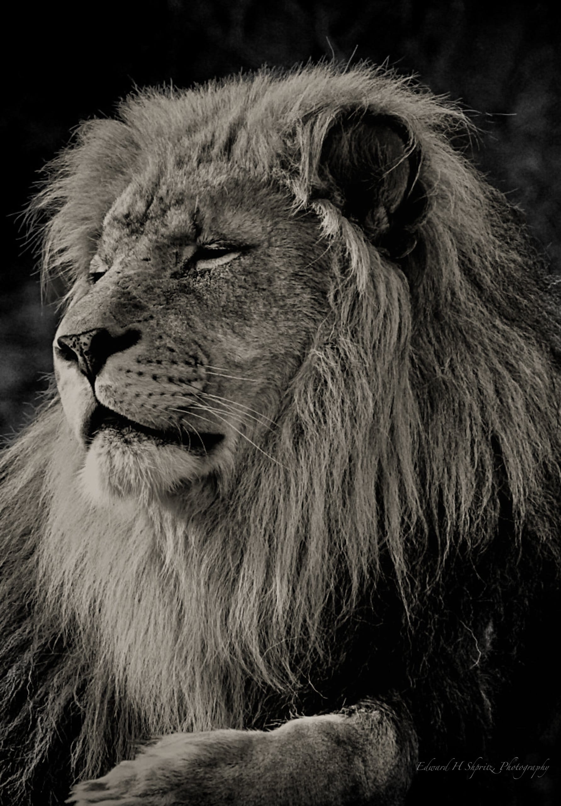 A close portrait of a lion. — by Ed Shpritz