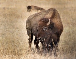 A bison standing in dry grass. — by Ed Shpritz