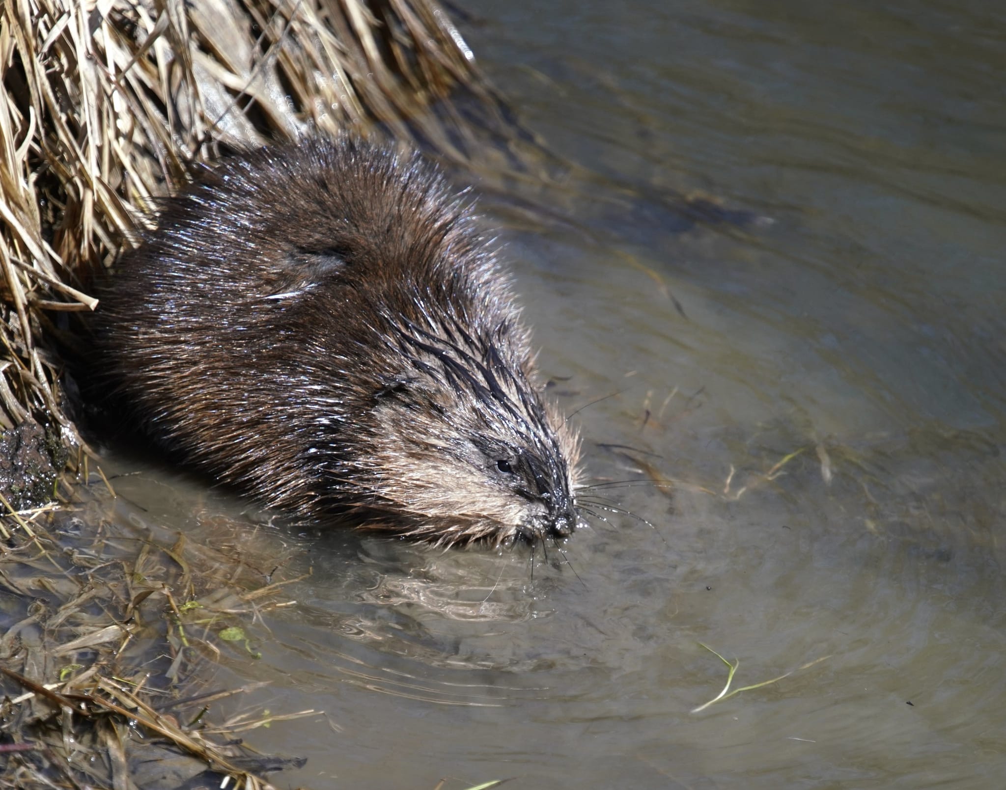 A small water-dwelling animal moving through the shallows. — by Ed Shpritz