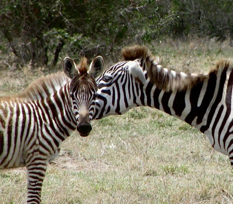 Zebras gathering at the edge of a watering place. — by Ed Shpritz