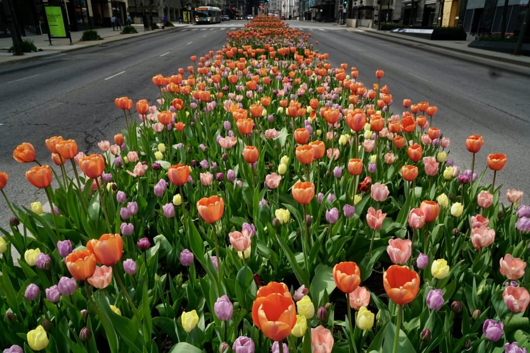 A long bed of colorful tulips along a city boulevard. — by Ed Shpritz