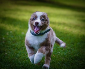 An Australian shepherd puppy leaping across the grass