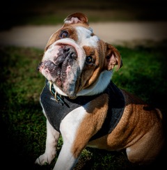 An English bulldog in a vest walking on grass