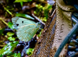 A pale cabbage white butterfly on a dark wet log