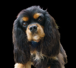 A black and tan Cavalier King Charles spaniel portrait