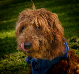 A goldendoodle in a blue bandana on the grass