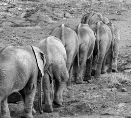 A line of elephants seen from behind walking away, black and white
