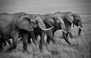 A line of elephants walking across open ground, black and white