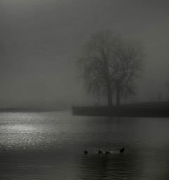 A lone tree and ducks on a still foggy lake