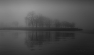 Trees fading into fog along a quiet shoreline