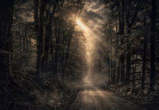 Sunlight falling in shafts through a forest