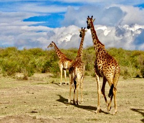 Two giraffes standing on the savanna with mountains behind