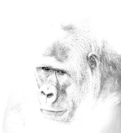 A gorilla in three quarter view dissolving into a white background