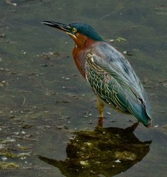 A green heron standing in shallow water with its reflection